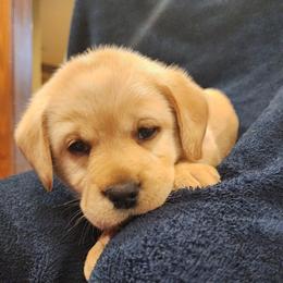Red - Yellow male Labrador Retriever puppy in Siloam Springs, Arkansas from Karemy Kennels (Karemy Labradors)