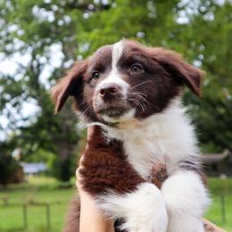 Fenrir - Red & white male Australian Shepherd puppy in Noblesville, Indiana from Saturn’s Rising Collies & Aussies