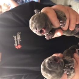 Boy 2 - French Bulldog puppy in Filer, Idaho from Antelope Springs Frenchies