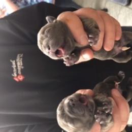 Boy 2 - French Bulldog puppy in Filer, Idaho from Antelope Springs Frenchies