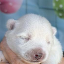 June - White female Pomsky puppy in Spring Hill, Florida from www.PuppyTimeEmporium.com