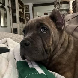 Green Collar - Gray brindle female Cane Corso puppy in Beaver Crossing, Nebraska from Blue River Cane Corso
