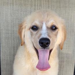 Candy Australian Retriever - Yellow female Australian Shepherd puppy in Limestone, Tennessee from Pilot Hill Teddy Bear Puppies