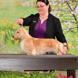 GCH CH Dallas - Dachshund