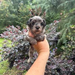 Sky - Merle female Yorkipoo puppy in Henderson, North Carolina from Dorans Danes and Doodles