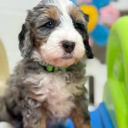 Bruno - Green - Merle male Bernedoodle puppy in Yuciapa, California from AlltheDoodlez_