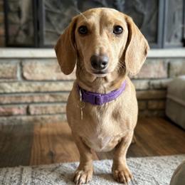 Boo - Dachshund