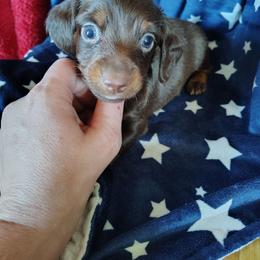 Bear - Chocolate and tan male Dachshund puppy in Hudson, Michigan from Mittentail Kennel Miniature Dachshunds & Australian Shepherds