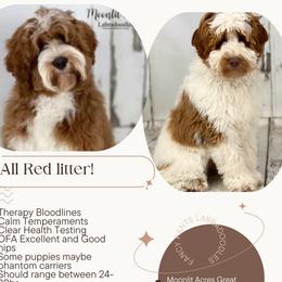 Australian Labradoodle puppies from Fancy Pants Labradoodles