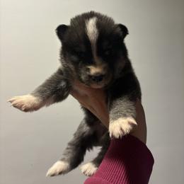 Boy 2 - Black tan and white male Siberian Husky puppy in Pelham, Alabama from Tails & Belles Dog Breeding