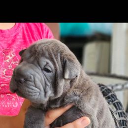 Chinese Shar-Pei Puppies from Cashmerewrinkles