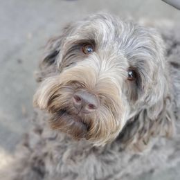 Australian Labradoodle All Grown Up from Chestnut Hill Australian Labradoodles