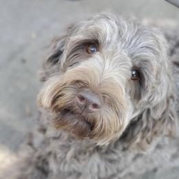 Australian Labradoodle All Grown Up from Chestnut Hill Australian Labradoodles