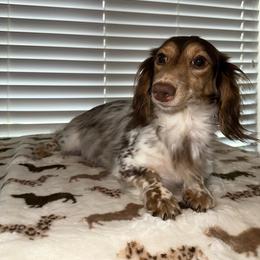 Astra - Dachshund