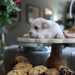 Snickerdoodle - White and tan female Morkie puppy in Tucson, Arizona from Sun-Kissed Morkies