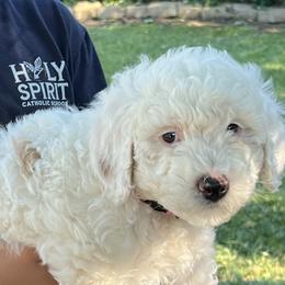 Pink collar girl - Cream female Goldendoodle puppy in Fairfield, California from Twin Sisters Doodles