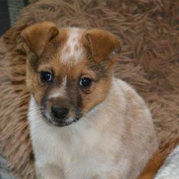 Australian Cattle Dogs from Hoo Doo Valley Heelers
