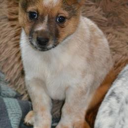 Australian Cattle Dogs from Hoo Doo Valley Heelers