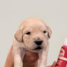 Girl 4 - Berry-Purple - Light golden female Golden Retriever puppy in Mc Minnville, Tennessee from Wishaw Whisky Golden Retrievers