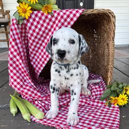 Bud - White and black male Dalmatian puppy in Tulsa, Oklahoma from White House Dals