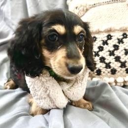 Peace - Black and cream male Dachshund puppy in Statesville, North Carolina from Lakeside Dachshunds