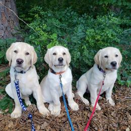 Started Puppy Graduates - Yellow male Labrador Retriever puppy in Prince George, Virginia from Kingdom Kenelz Labradors