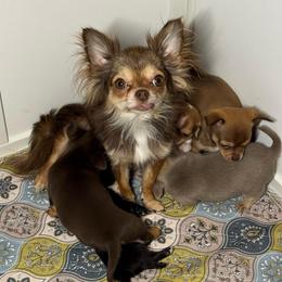 Aurora - Chihuahua