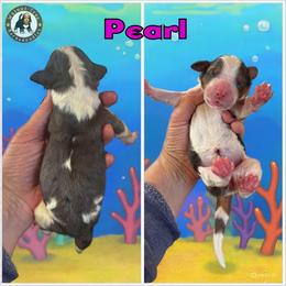 Pearl - Blue merle female Bernedoodle puppy in Banner Elk, North Carolina from Walnut Tree Bernedoodles