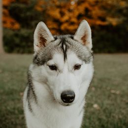 Simone - Siberian Husky