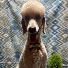 Buddy - Poodle