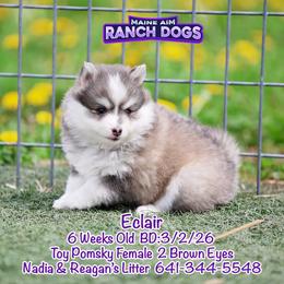 Eclair - Black and white female Pomsky puppy in Humeston, Iowa from M.A.R. Dogs