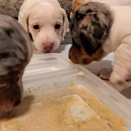 Dachshund Puppies from Schön Duchshund