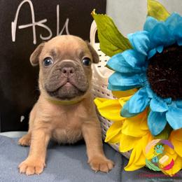 Ash - Blue fawn male French Bulldog puppy in Bowman, Georgia from Companion Creek Farm