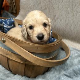 Baylor - Cream male Dachshund puppy in Myrtle, Mississippi from Mel’s Pups