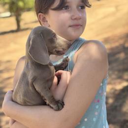 Dachshund Puppies from Ranchy Doxies