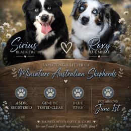 Miniature Australian Shepherd puppies from CKO Country Road Aussies