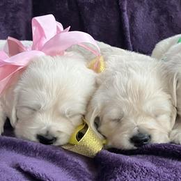 Girl 4 - Light golden female Golden Retriever puppy in Clinton, South Carolina from Happy Home English Cream Golden Retriever Breeders of SC