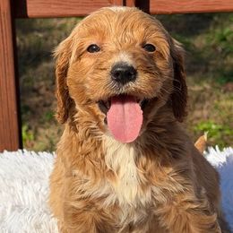 Puppy 4 - Apricot female Goldendoodle puppy in Haleyville, Alabama from Susan’s Prefurred Doodles