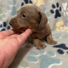 Medium Isabella and tan female - Fawn (isabella) and tan female Dachshund puppy in Valley Springs, California from Robin’s Dachshunds