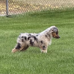 Miniature American Shepherd and Miniature Australian Shepherd Puppies from ShawnMarie Davis