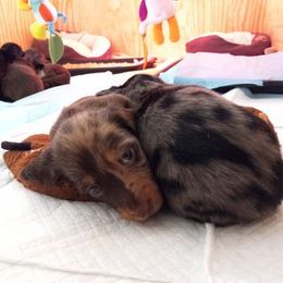 Dachshund Puppies from White River Valley Kennel