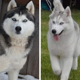 Siberian Husky puppies from Xk siberians