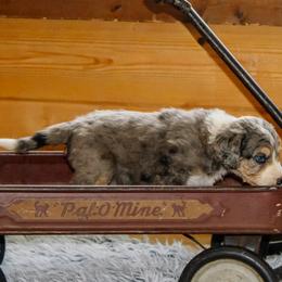 Leia - Blue merle female Bernedoodle puppy in Springfield, Missouri from Doodle Dandy Bernedoodles