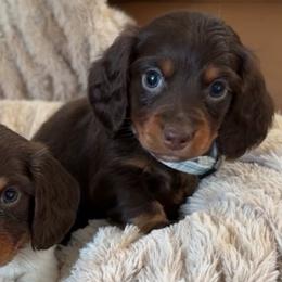 Bentley - Chocolate and tan male Dachshund puppy in North Fort Myers, Florida from Trust Fund Devil Kennel