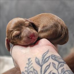 Chocolate Based Cream Girl - Cream female Dachshund puppy in Woodland, Washington from SJs Dachshunds
