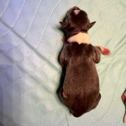 Sleepy - Blue white and tan female Rat Terrier puppy in Lebanon, Virginia from Majestic Valley Farms