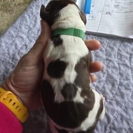 Boy 1 - male English Springer Spaniel puppy in Waynesburg, Ohio from Rebels Ridgeview Acres