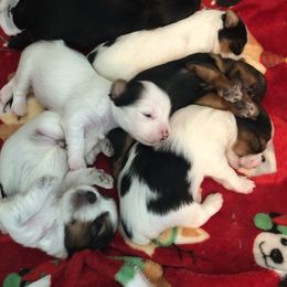 Yorkshire Terrier Puppies from Jackie Jenny’s Precious Yorkies