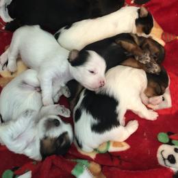 Yorkshire Terrier Puppies from Jackie Jenny’s Precious Yorkies