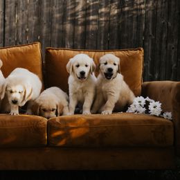 Golden Retriever Puppies from Rosemary Goldens